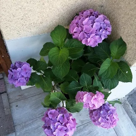 House Perla With Garden And Parking 公寓 科佩尔